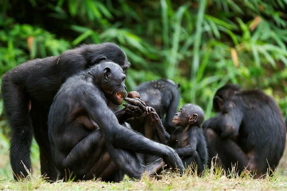 La famiglia Bonobo (Pan paniscus), chiamata lo scimpanzé pigmeo.