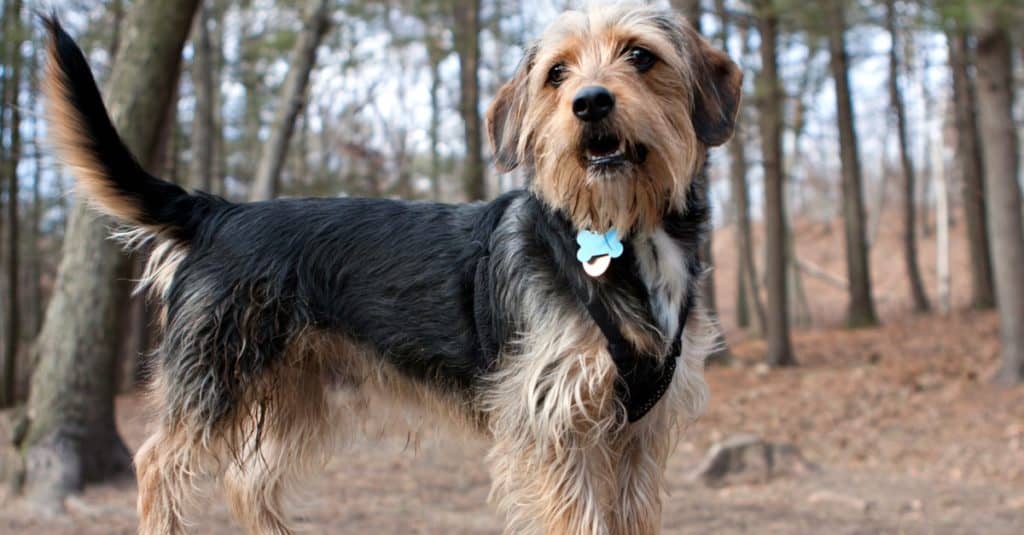giovane yorkshire terrier beagle mix cane nei boschi / dog park.