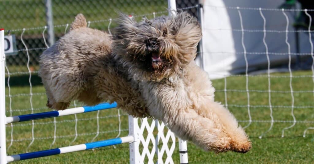 Bouvier des Flanders cane sul percorso di agility che supera un salto.