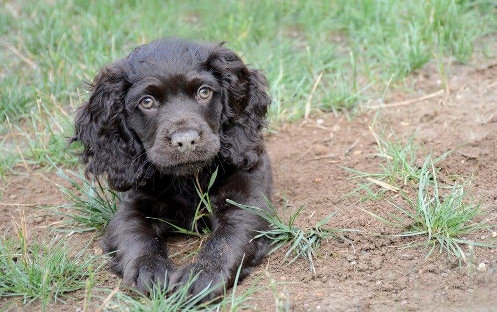 Boykin Spaniel cucciolo sdraiato nell'erba