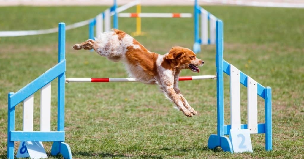 Il cane Brittany salta un ostacolo in una gara di agilità.