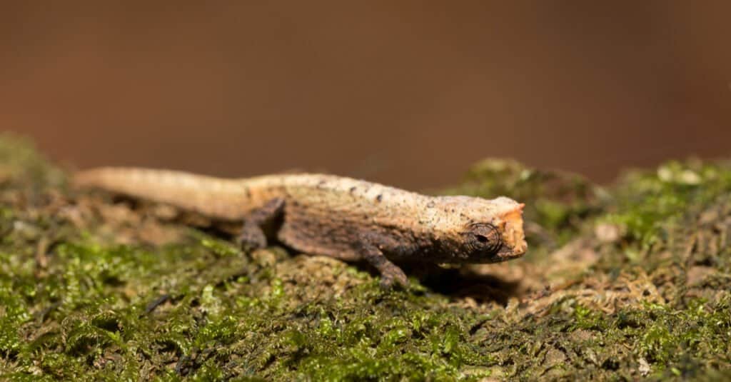 Brookesia Micra seduta sul muschio