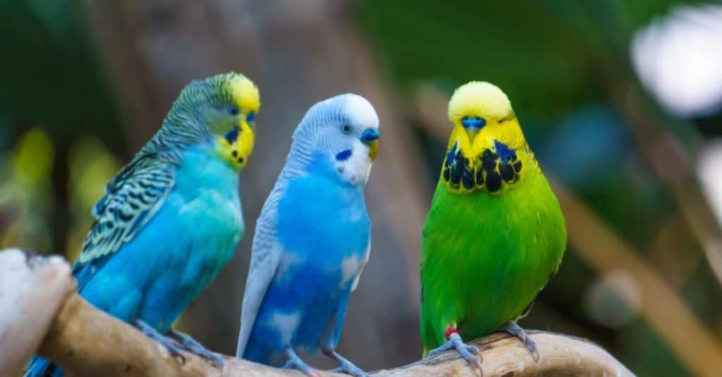 Tre graziosi uccelli colorati Budgerigars seduti su un ramo