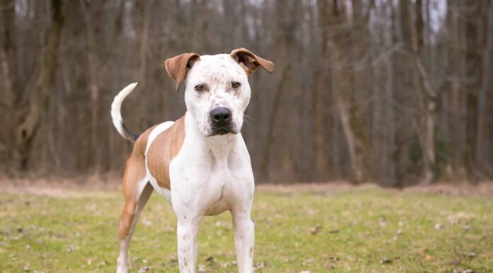 Bulldog Catahoula
