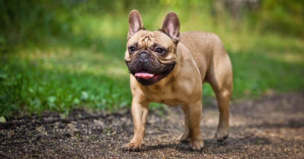 Bulldog francese che cammina nel parco