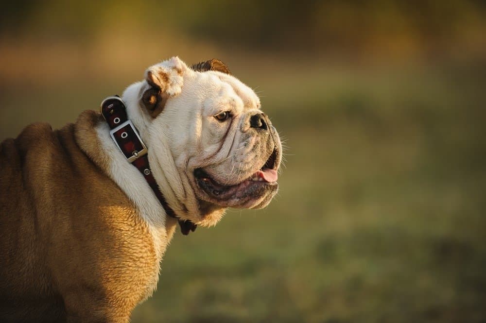 Colpo di testa del Bulldog inglese con sfondo naturale