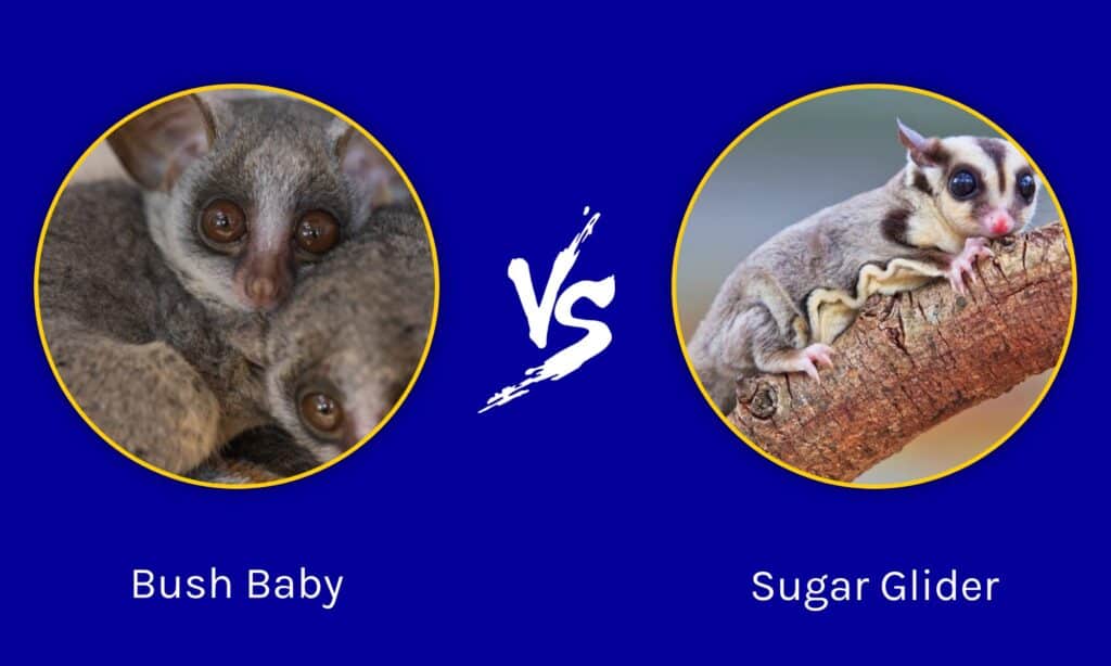 Bush Baby contro Sugar Glider