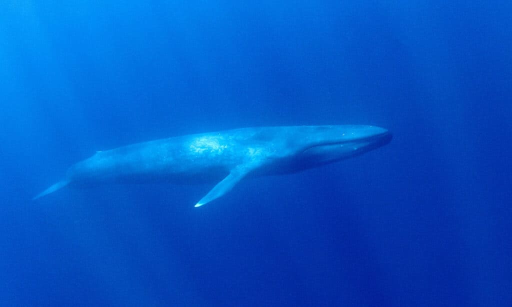 Balena azzurra, Vista subacquea, Fotografia, Immersioni subacquee, Fauna selvatica