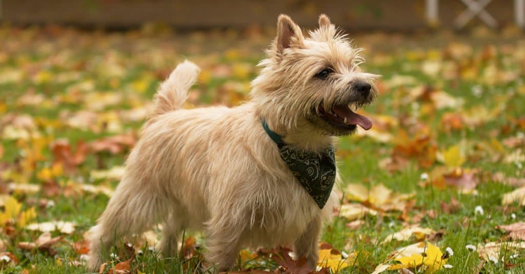 Un Cairn Terrier in piedi in un campo.