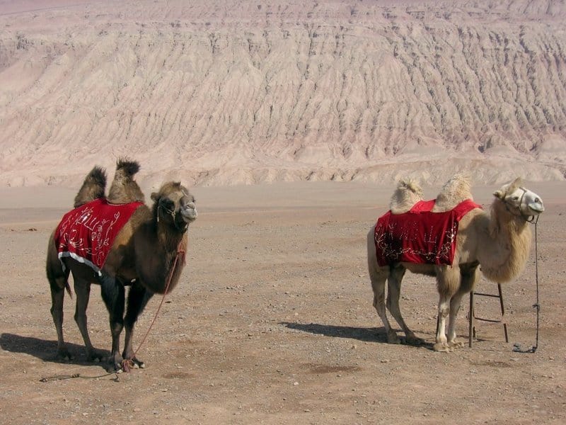 cammello della Battriana - Camelus ferus - cammelli domestici della Battriana nel deserto con le selle