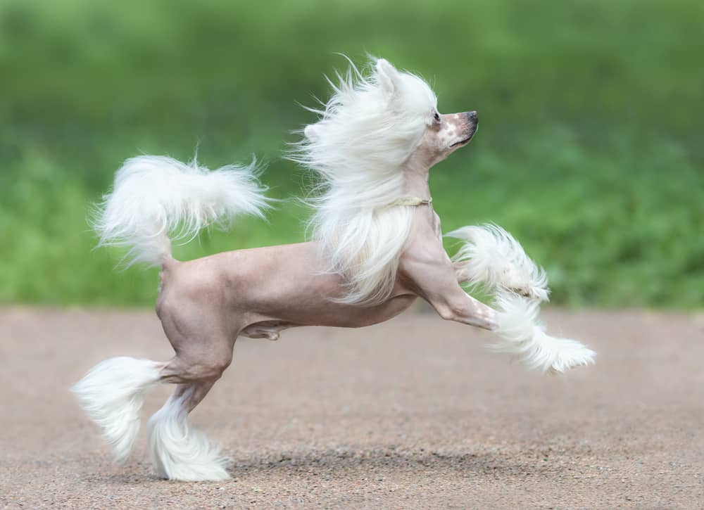 Chinese Crested Dog rampante come un pony