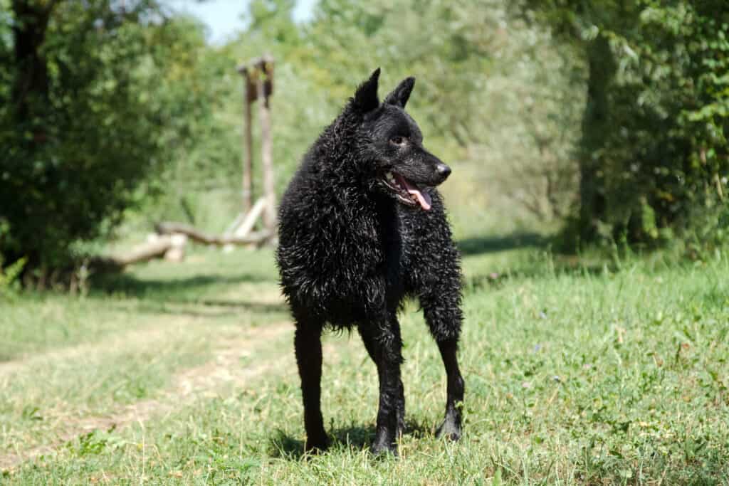 Un cane da pastore croato in un campo