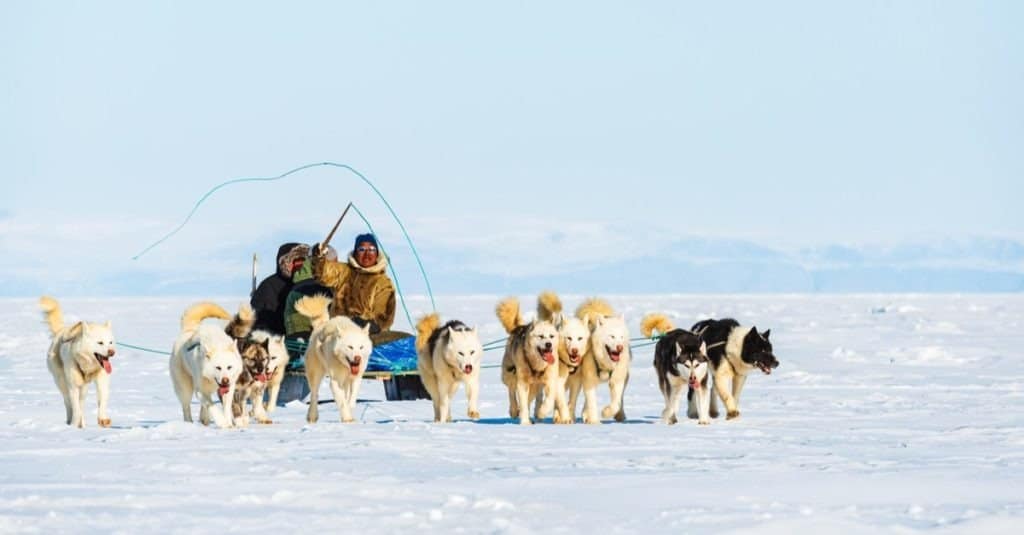 Musher e i suoi cani durante una gita in slitta trainata da cani per turisti