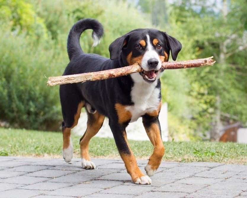Giovane cane da caccia dell'Appenzello che gioca con un lungo ramo.
