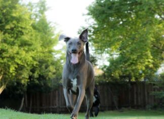 Blue Lacy dog running