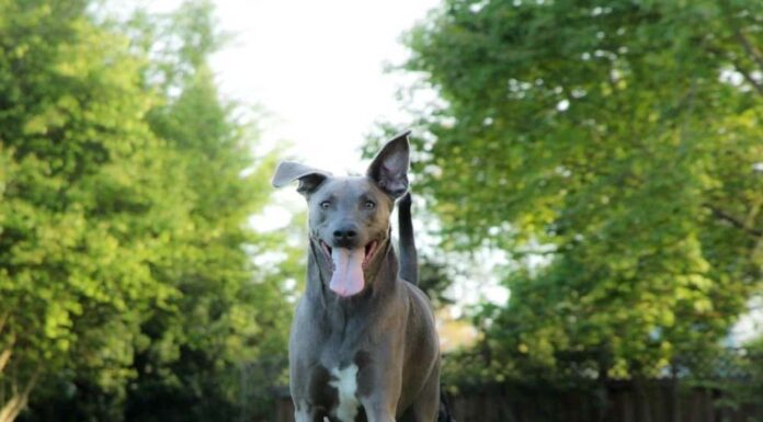 Blue Lacy dog running