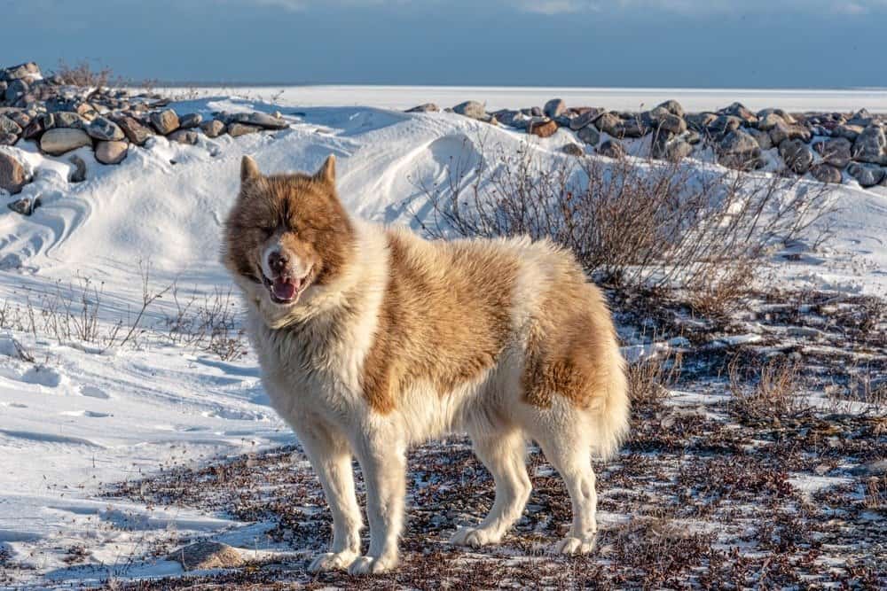 Un raro cane eschimese canadese visto sulle rive della gelida baia di Hudson nel nord del Manitoba, in Canada.