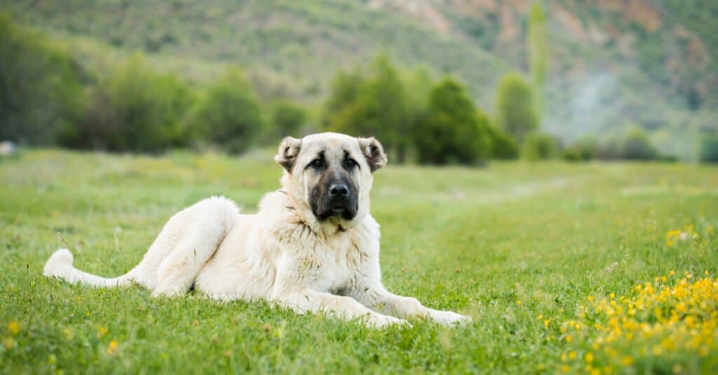 Kangal giace in un campo
