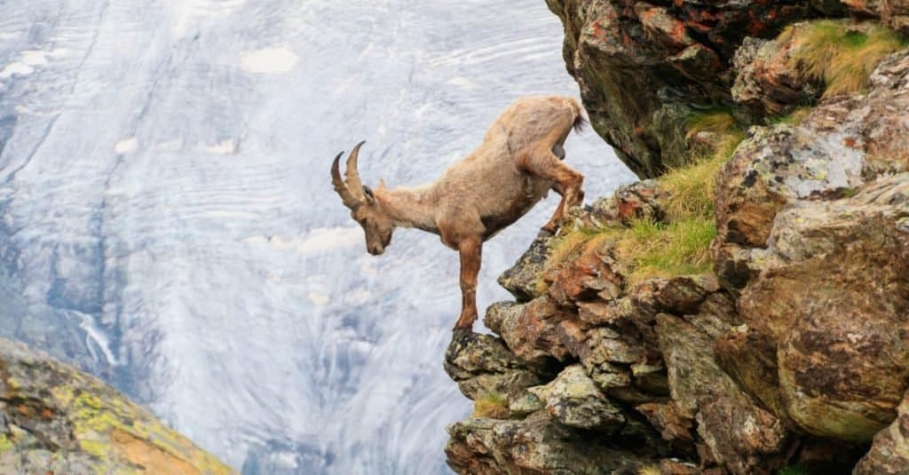 Una capra alpina scende da una scogliera di una montagna nelle Alpi svizzere.