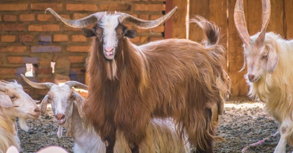 Un gregge di capre Hexi Cashmere in un prato