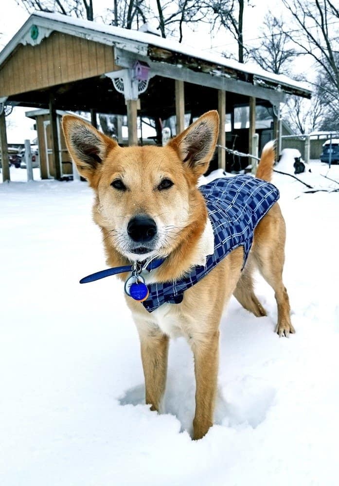 Carolina cane nella neve
