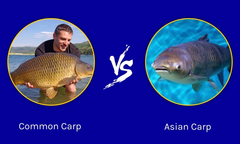 Carpa comune vs carpa asiatica