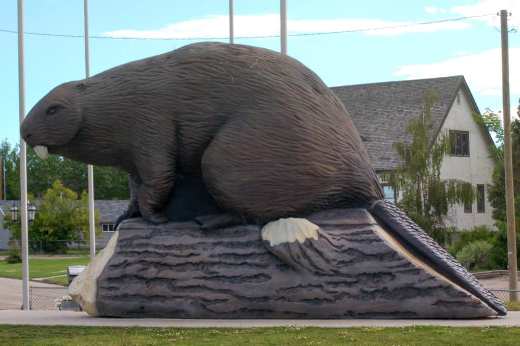 Statua gigante del castoro