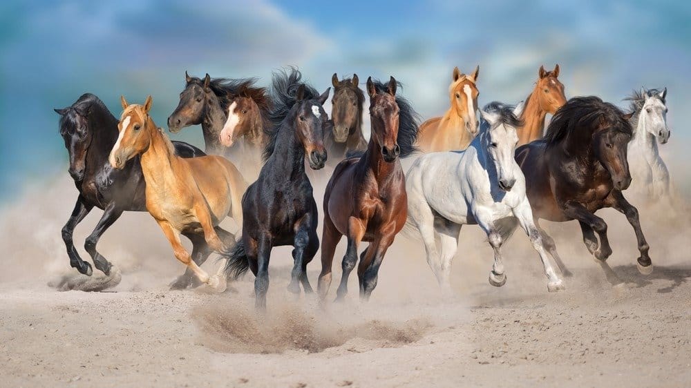 Il gregge di cavalli corre libero sulla polvere del deserto contro il cielo della tempesta