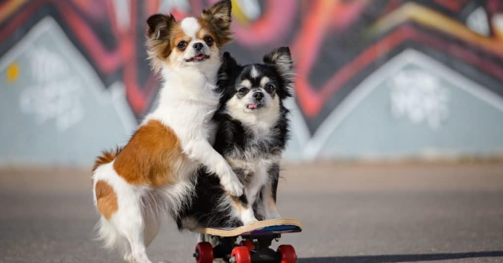Due piccoli cani divertenti della chihuahua della testa della mela che si siedono su uno skateboard.