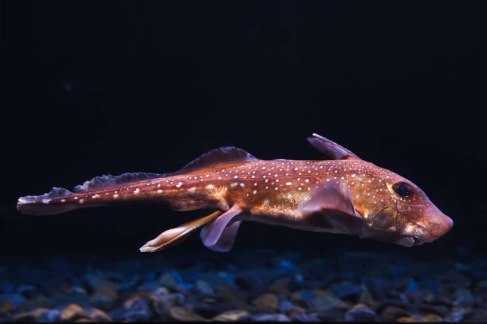 Chimera - Pesce ratto maculato