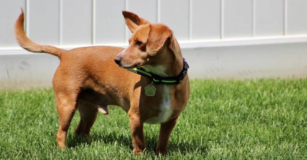 I cromosomi determinano i dettagli genetici di un cane