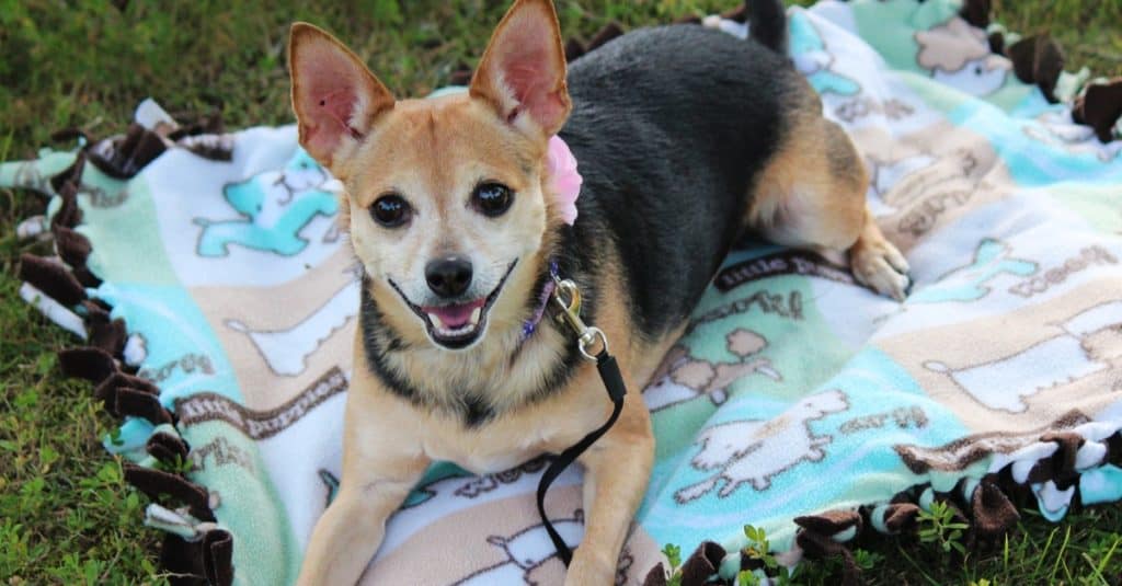 Un Chorkie, Chihuaha Yorkie su una coperta