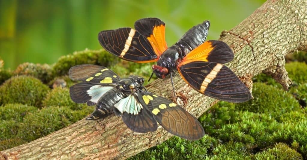 Cicale farfalla con ampie ali multicolori