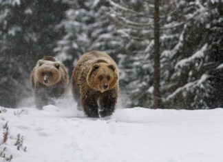 Cinque Grizzly corrono dritti verso una coppia di cacciatori
