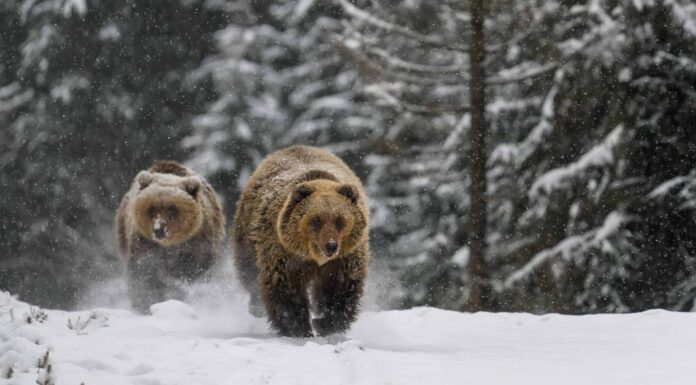 Cinque Grizzly corrono dritti verso una coppia di cacciatori

