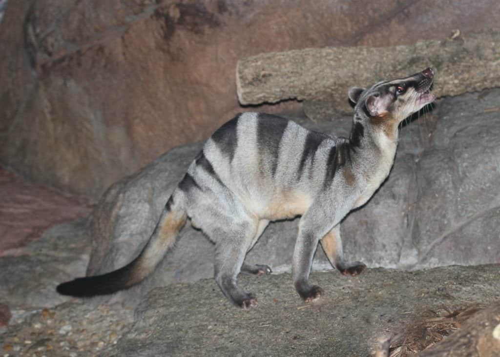 Civet delle palme fasciato, animale dello zoo