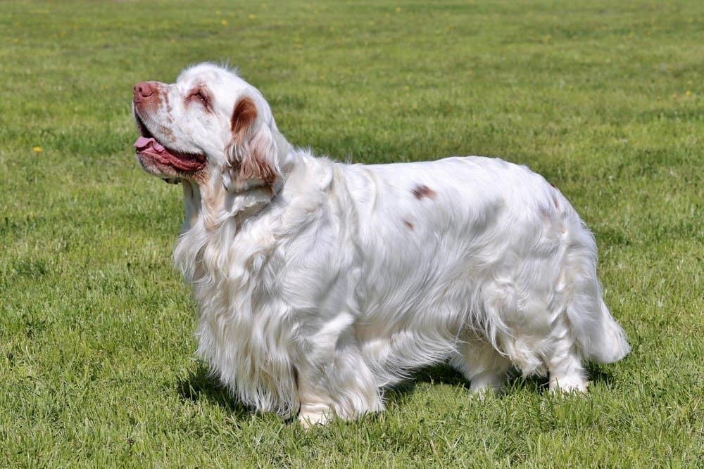 Clumber spaniel in piedi sull'erba