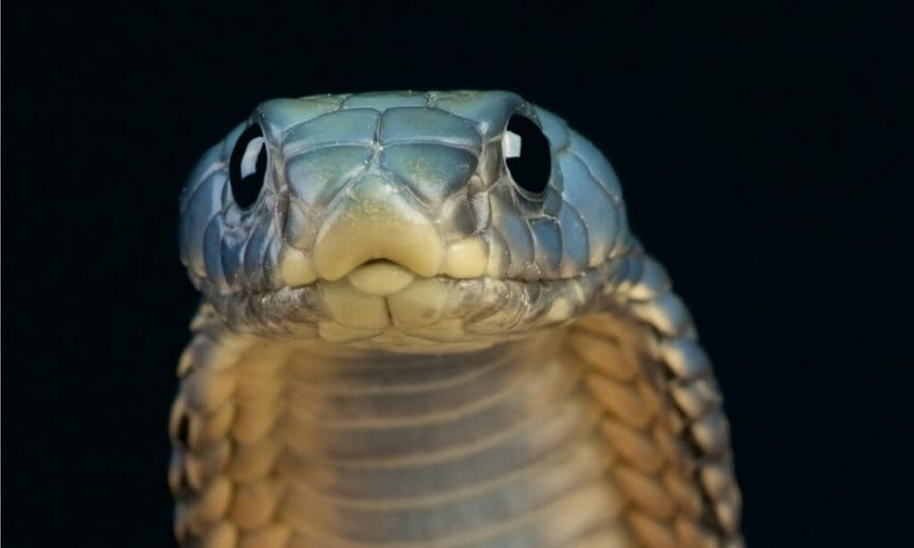 Cottonmouth vs Cobra: confronto tra due serpenti velenosi