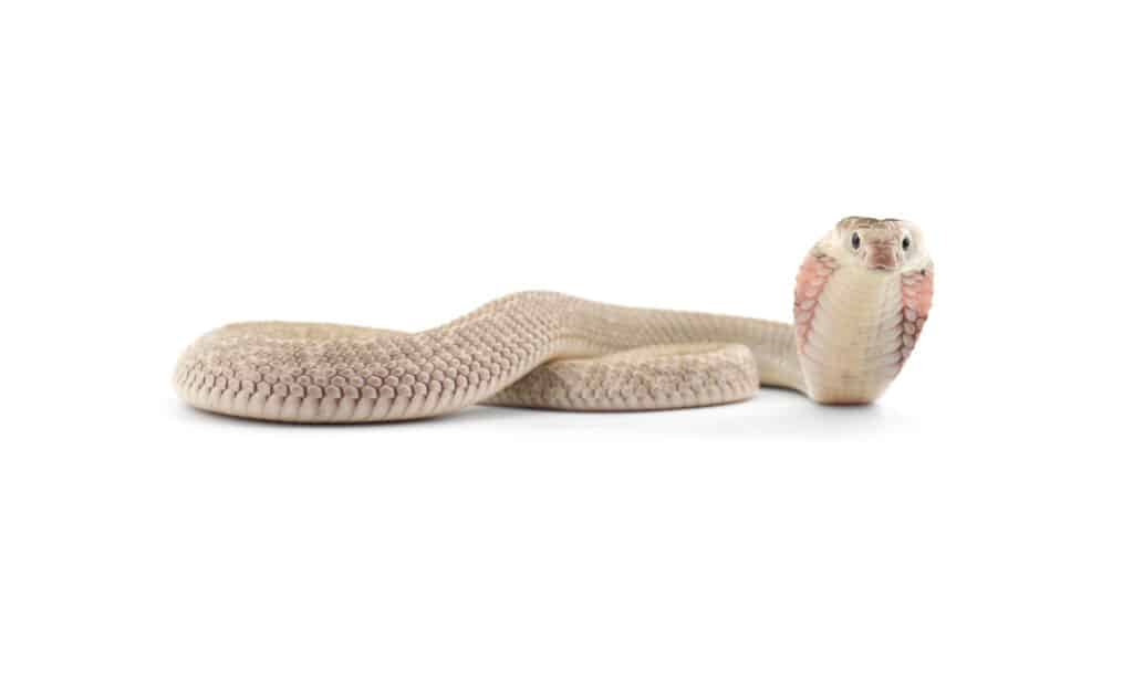 Cobra cinese su sfondo bianco isolato