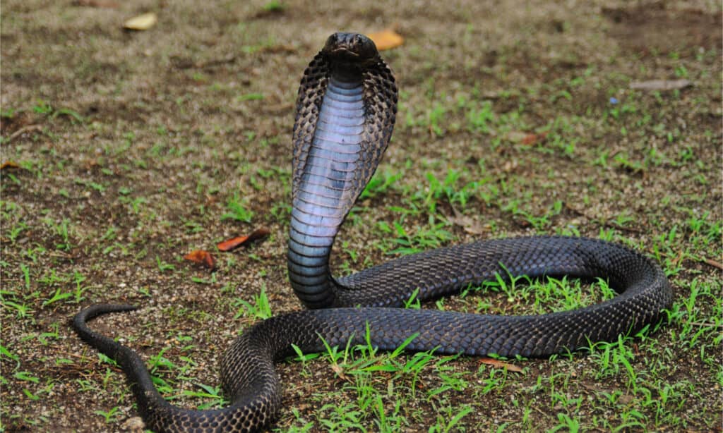 Un cobra sputatore equatoriale con la testa sollevata e il cappuccio aperto
