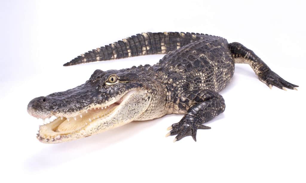 Alligatore americano, Alligator mississippiensis su sfondo bianco