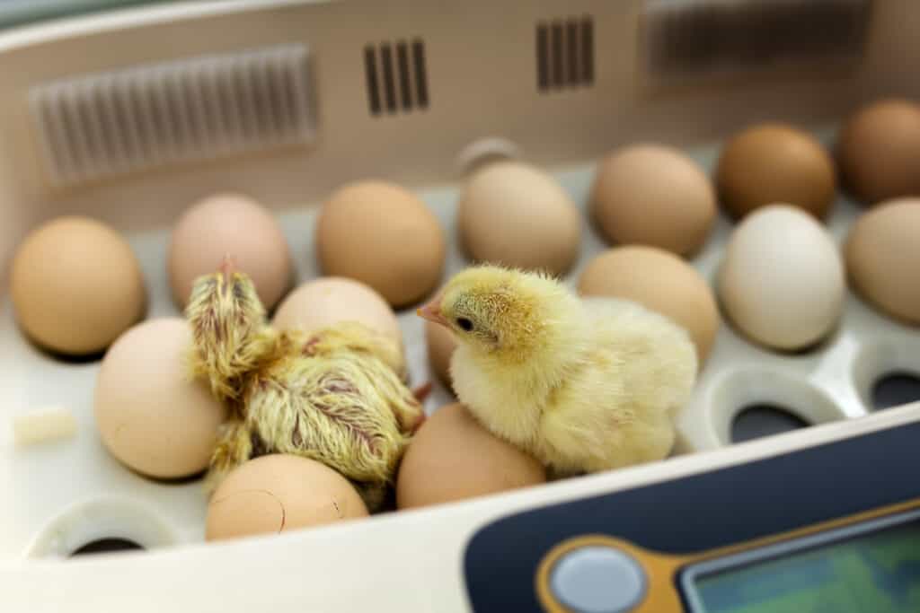 Due pulcini e uova in un'incubatrice
