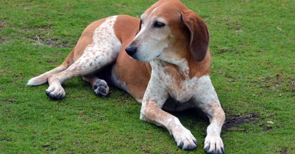 Un inglese americano Coonhound in appoggio sull'erba a Southpointe Park a Miami Beach, Florida