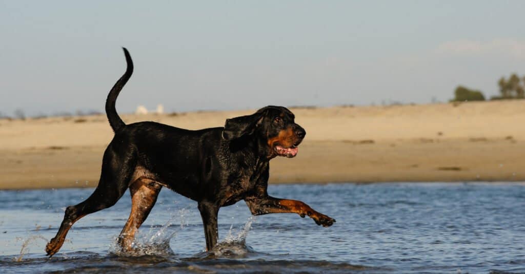 Black and Tan Coonhound - passeggiando sulla spiaggia