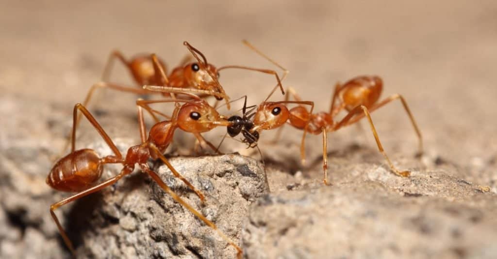 Animale aggressivo: formica di fuoco
