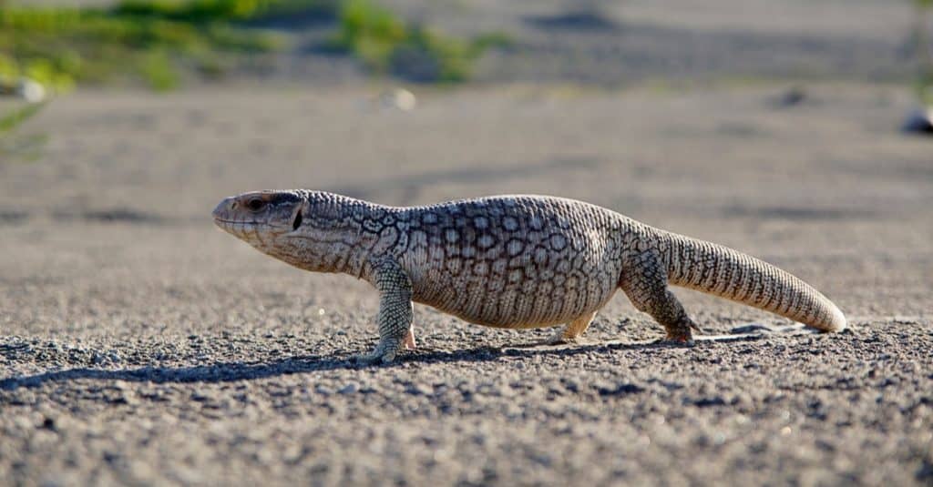 La lucertola varano (Varanus exanthematicus) è una specie di lucertola varano di medie dimensioni originaria dell'Africa.