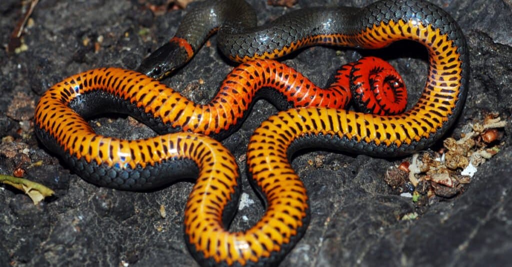 I serpenti Ringneck sono velenosi o pericolosi