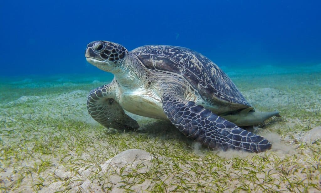 tartaruga marina con dorso in pelle