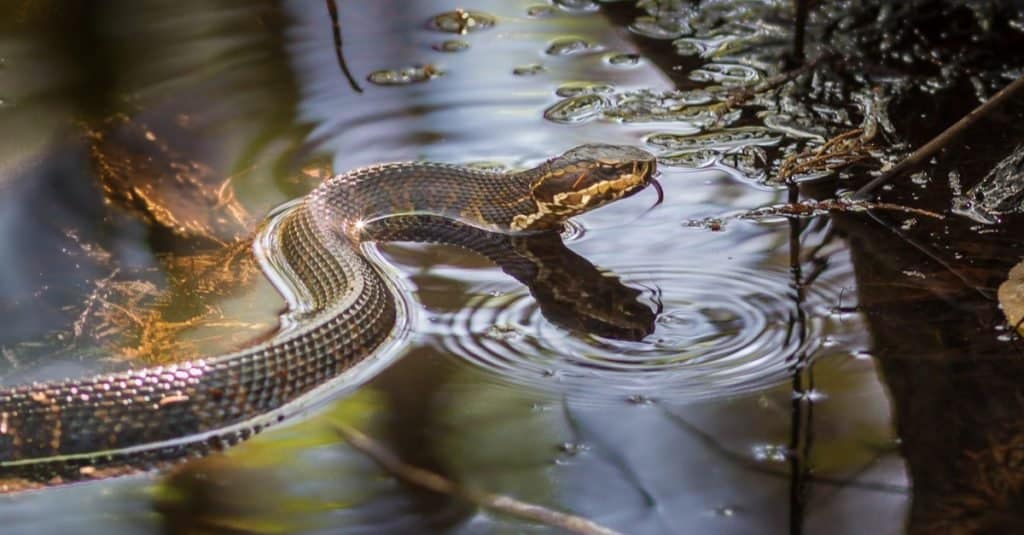 Un serpente Cottonmouth nell'acqua con la testa sollevata.