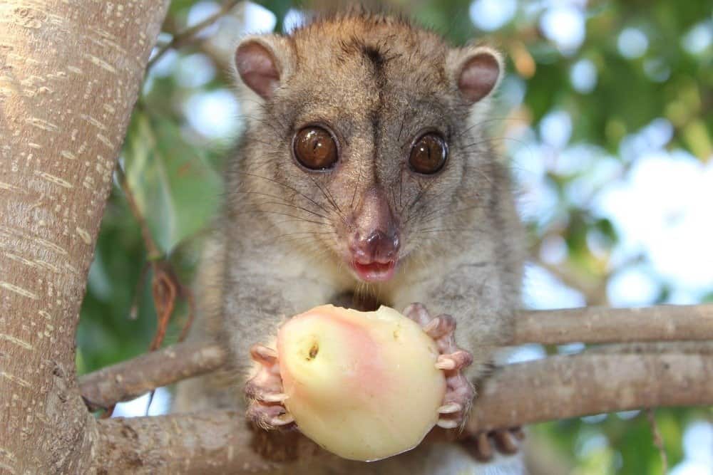 Cuscus piccolo e soffice che mangia una pera su un albero